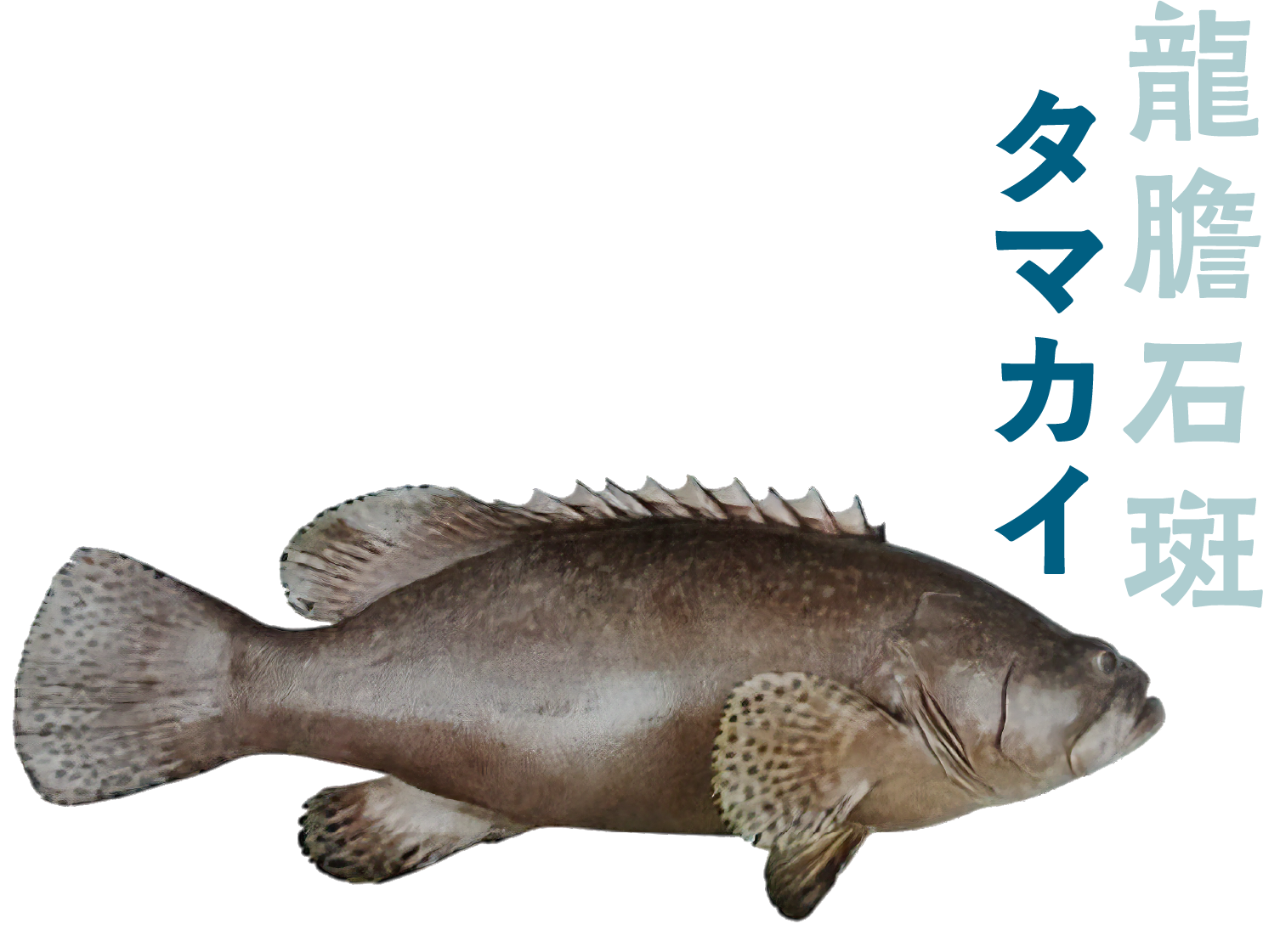 タマカイ