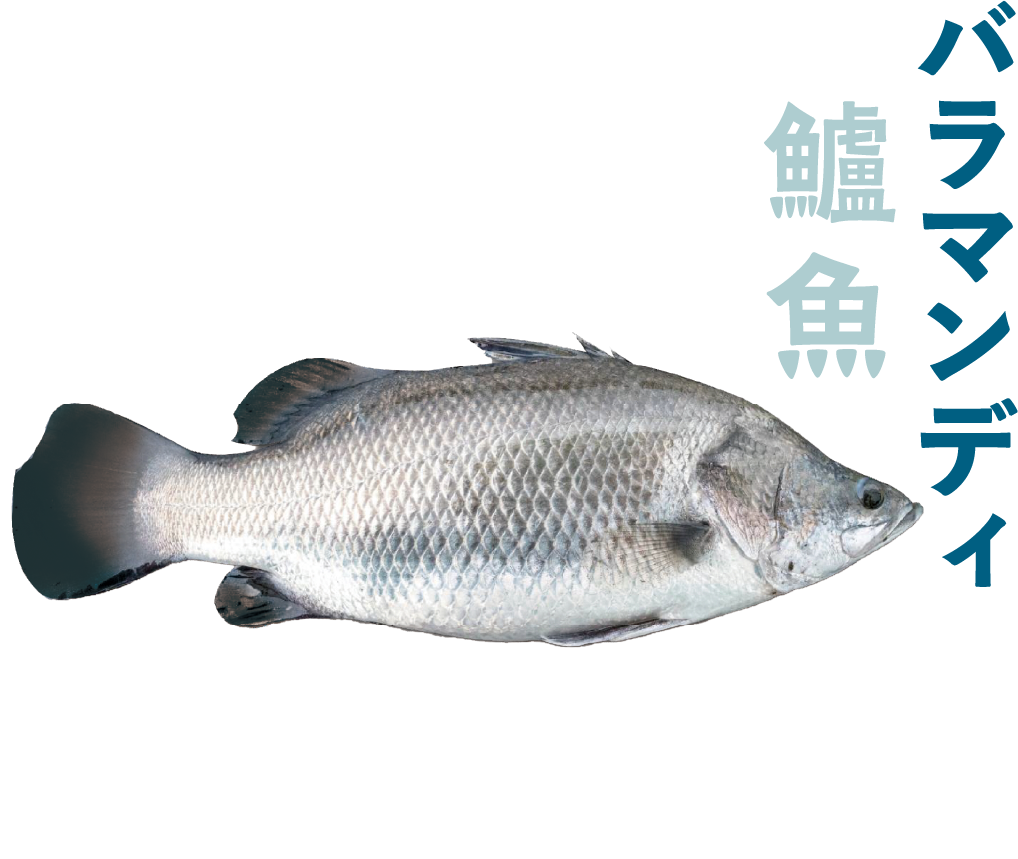 バラマンディ