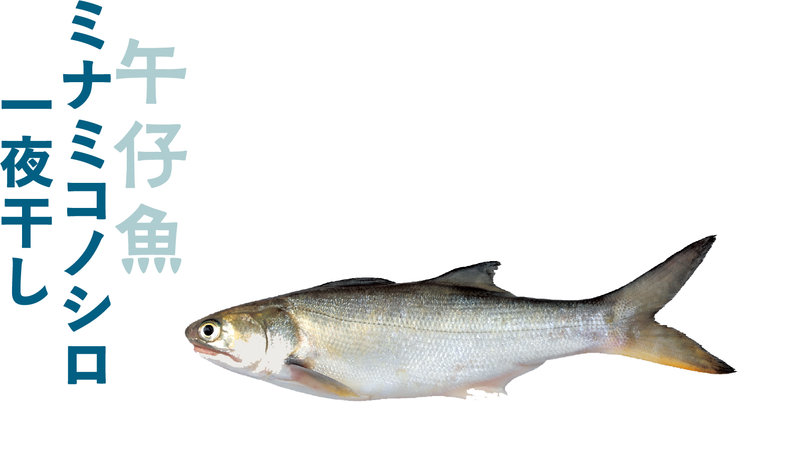 ミナミコノシロ一夜干し